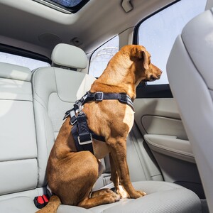 dogs%20with%20harness%201-300?v=1
