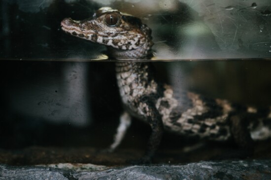 Cuvier’s dwarf caiman, Paleosuchus palpebrosus; Photography: Kellie Kay