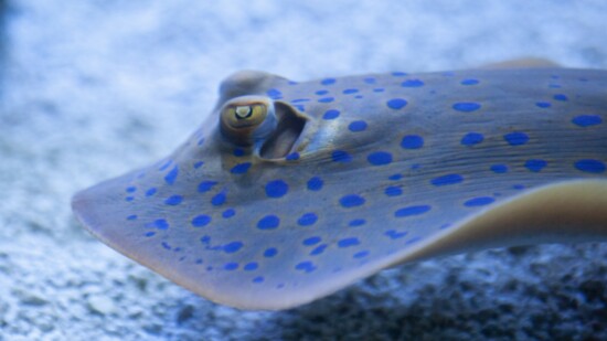 Blue-dot stingray, Taeniura lymma; Photography: Tracy Nanthavongsa