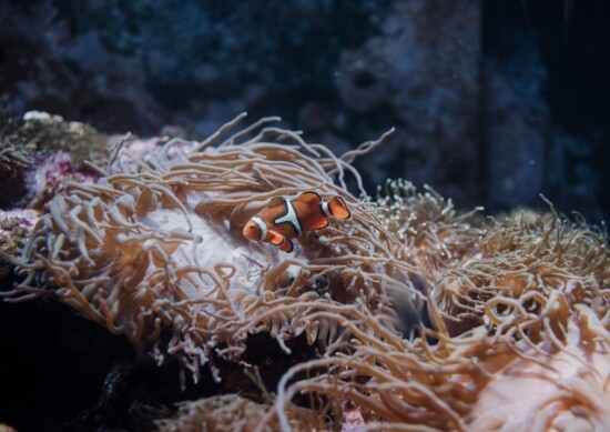 Percula clownfish, Amphiprion percula; Photography: Kellie Kay