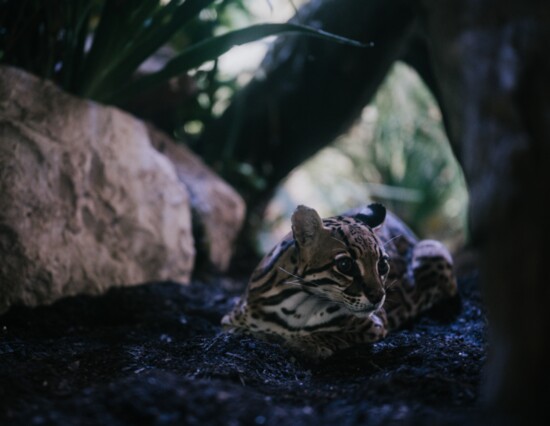 Ocelot, Leopardus pardalis; Photography: Kellie Kay