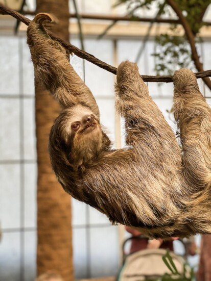 Brown-throated three-toed sloth, Bradypus variegatus; Photography: Brandi McComb Photography