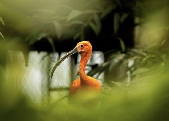 Scarlet ibis, Eudocimus ruber; Photography: Carter Dekker