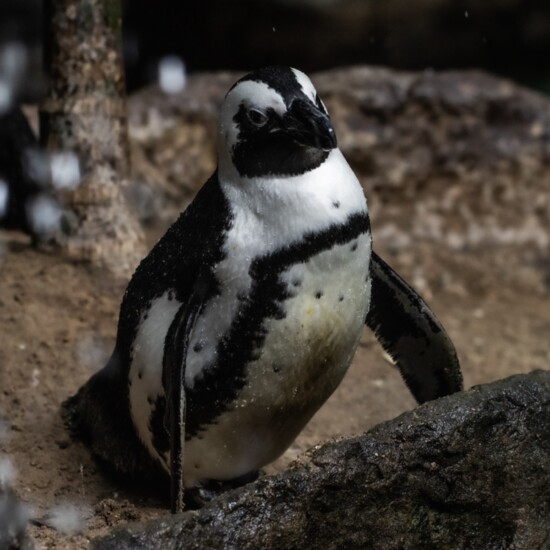 Black-footed penguin, Spheniscus demersus; Photography: Carter Dekker