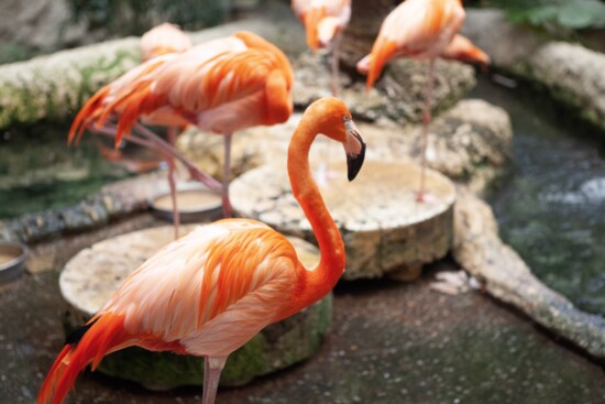 American flamingo, Phoenicopterus ruber; Photography: Tracy Nanthavongsa