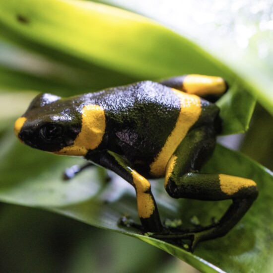 Yellow-banded dart frog, Dendrobates leucomelas; Photography: Carter Dekker