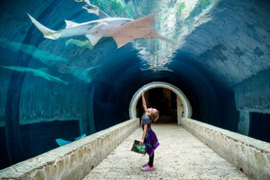 Freshwater Sawfish, Pristis microdon; Photography: Brandi McComb Photography