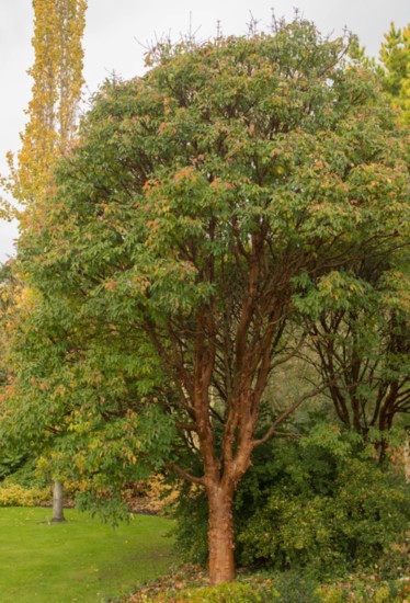 Paperbark Maples, popular for its bronze, peeling bark.