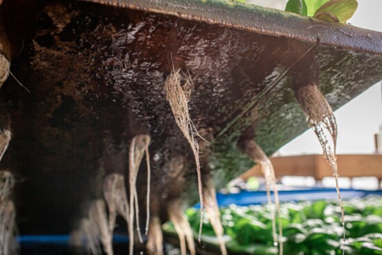 Photography Provided By South Mountain MicroFARM