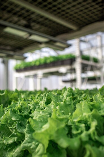 Photography Provided By South Mountain MicroFARM