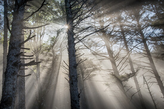 Fog-enshrouded forest, Cape Perpetua