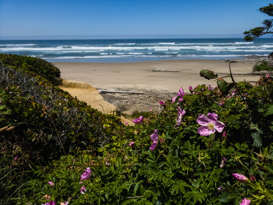 A view from the Yachats 804 Trail