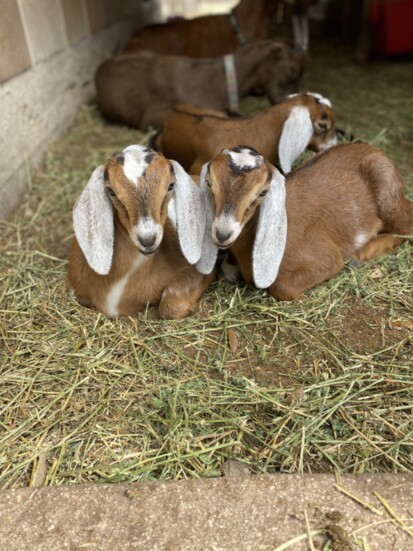 Some of the Nubian Goat Herd