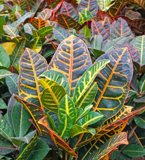 Versatile crotons can withstand temperatures as high as 100 and as low as 40 degrees.