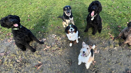 Island Dogs of Summer