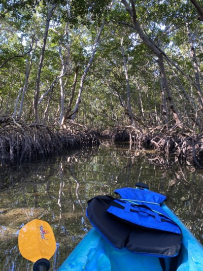 + Paddle through the mangrove tunnels on a guided kayak tour in Lido Key 