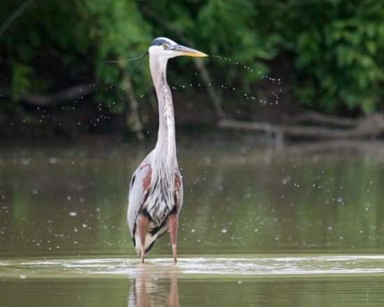 Old Hickory Lake offers great nature watching opportunities, including the majestic Great Blue Heron.