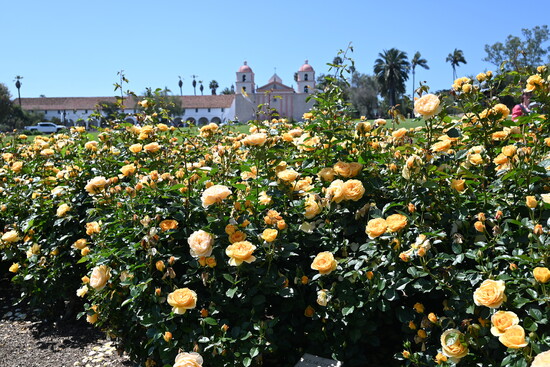Julia Child's yellow roses at Mission Rose Garden. Photo by Mimi Slawoff