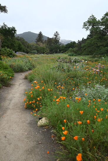 Santa Barbara Botanic Garden's Meadow. Photo by Mimi Slawoff