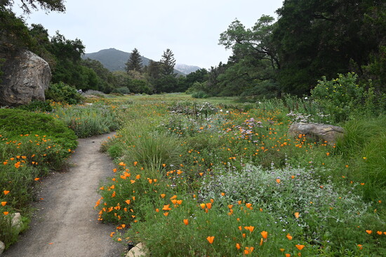 Santa Barbara Botanic Garden, Meadow. Photo by Mimi Slawoff