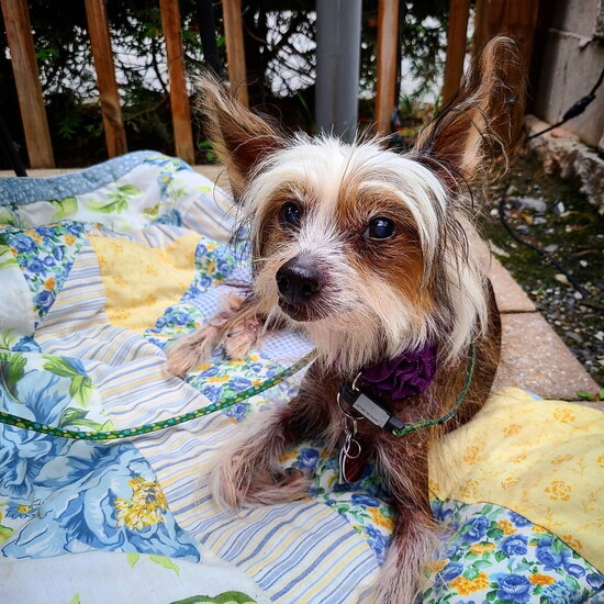 Isabella at Bowman's Tavern and Restaurant.