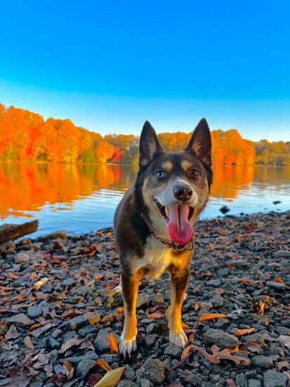 Bandit at Core Creek Park / Photo by Daniella Gablein