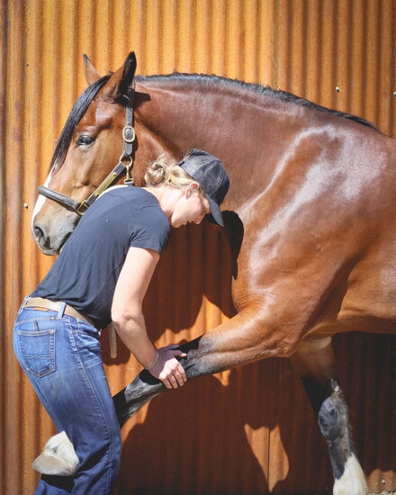 Durango Animal Chiropractor