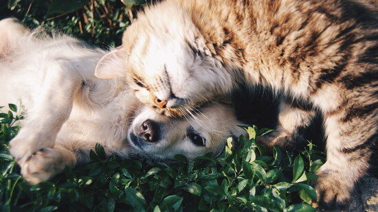 Ponderosa Pet Services
