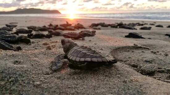 Turtle release