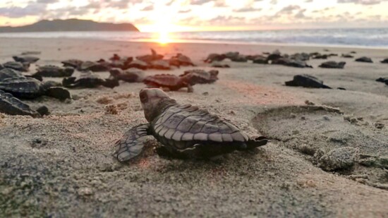 Turtle Release after Sunset