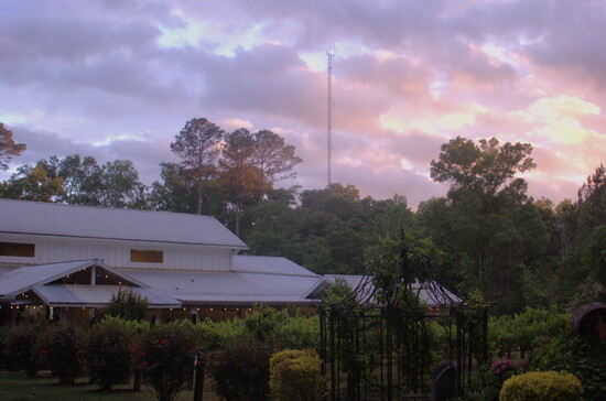 Sunset drinks at Nutwood WInery