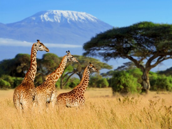 A small herd of giraffe with Mount Kilimanjaro in the background. 