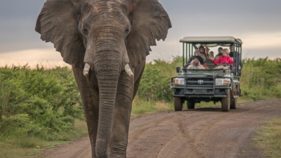 Mighty elephants are a common site on African safaris.