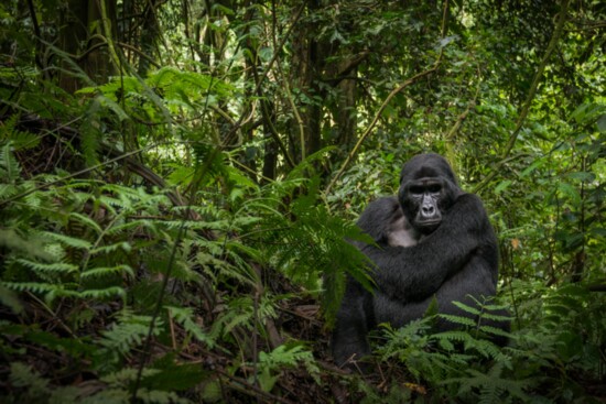 A gorilla in the Bwindi Impenetrable Forest in Uganda. 