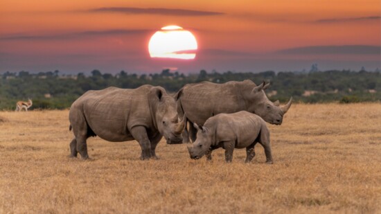 A family of rhinos in Kenya.