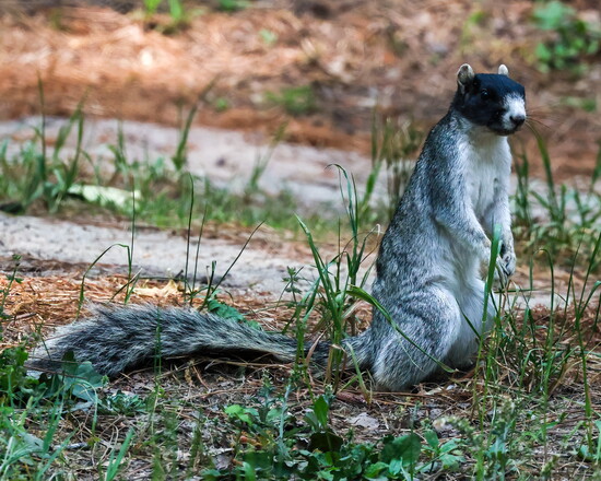 Fox Squirrel