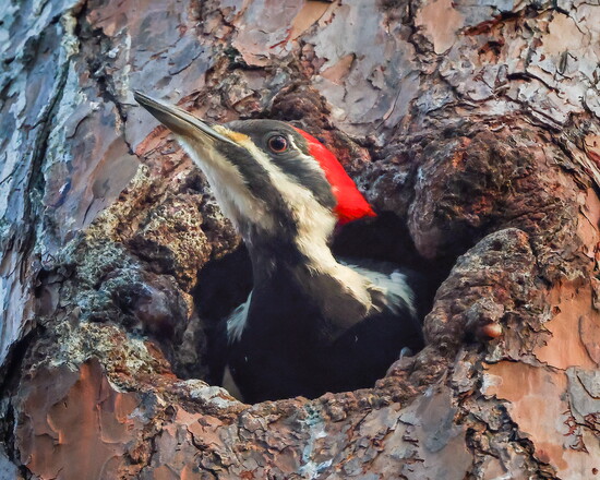 Pileated Woodpecker
