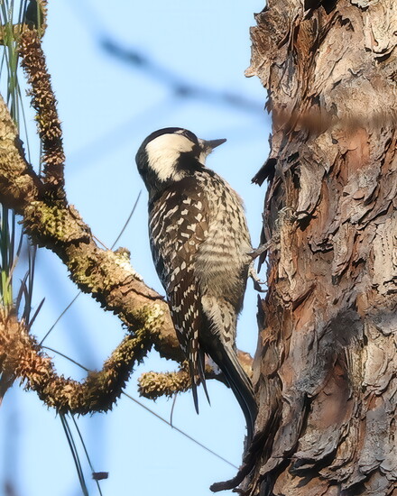 Red-cockaded Woodpecker