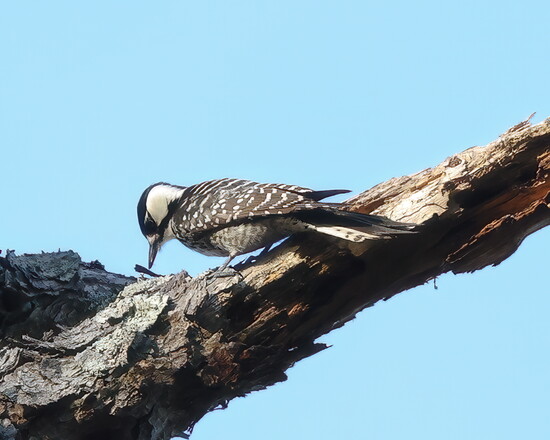 Red-cockaded Woodpecker