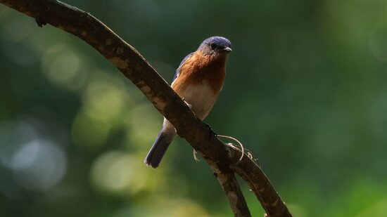 Eastern Bluebird