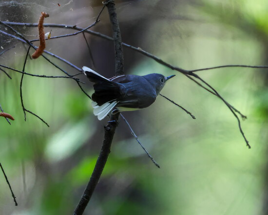 Blue-gray Gnatcatcher