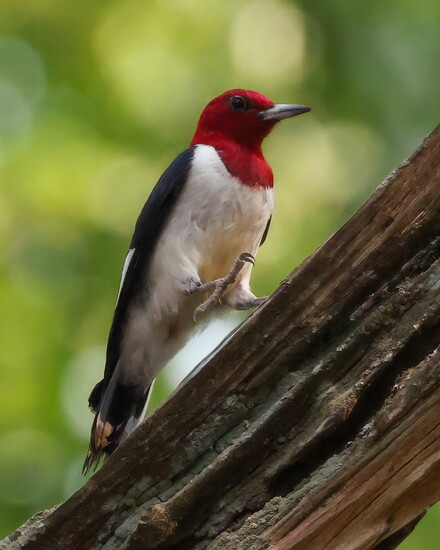 Red-headed Woodpecker