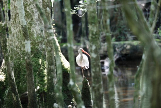 White Ibis on Cypress Knee at Francis Beidler Forest Audubon Center and Sanctuary