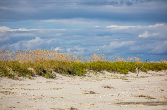 Boneyard Beach Dunes on Bulls Island