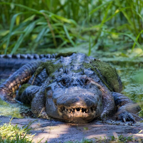 Massive alligator at Caw-Caw Interpretive Center