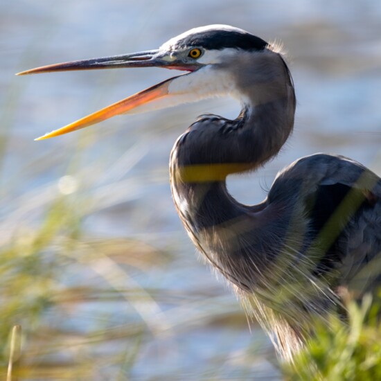 Great Blue Heron at Huntington Beach State Park