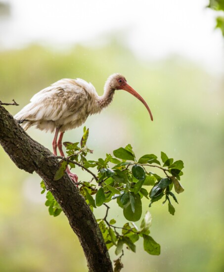 White Ibis Audubon Swamp Garden