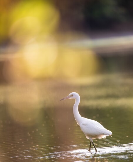 Immature Little Blue Heron