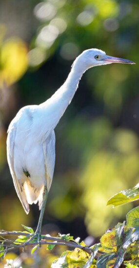 Immature Little Blue Heron at Audubon Swamp Garden