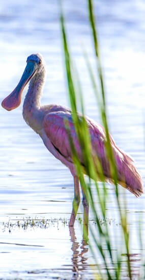 Roseate Spoonbill at Huntington Beach State Park